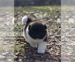 Puppy HUDSON Akita