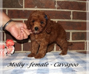 Cavapoo (Miniature) Puppy for sale in CLARKRANGE, TN, USA