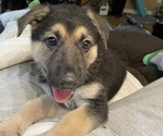 Small Photo #21 German Shepherd Dog Puppy For Sale in MERRITT IS, FL, USA