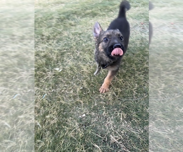 Medium Photo #18 German Shepherd Dog Puppy For Sale in ANNA, TX, USA
