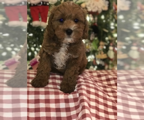 Medium Photo #8 Cavapoo Puppy For Sale in BOWLING GREEN, KY, USA