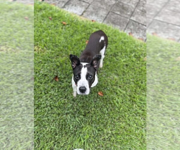 Medium Photo #4 American Pit Bull Terrier-Labrador Retriever Mix Puppy For Sale in Oakhurst, NJ, USA