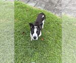 Small Photo #4 American Pit Bull Terrier-Labrador Retriever Mix Puppy For Sale in Oakhurst, NJ, USA
