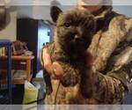 Small Photo #11 Cairn Terrier Puppy For Sale in WHITEWOOD, SD, USA
