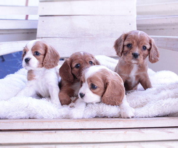 Medium Photo #10 Cavalier King Charles Spaniel Puppy For Sale in ALBUQUERQUE, NM, USA
