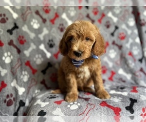 Goldendoodle (Miniature) Puppy for sale in LAKELAND, FL, USA