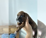 Small #15 Boxer