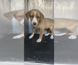 Mutt Dogs for adoption in San Antonio, TX, USA