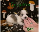 Small #2 Chizer