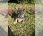 Puppy Black collar German Shepherd Dog