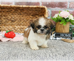 Small #7 Shih Tzu