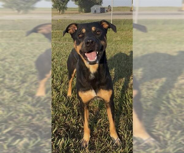 Medium Photo #1 Doberman Pinscher-Labrador Retriever Mix Puppy For Sale in Rosenberg, TX, USA
