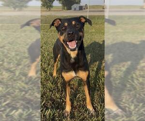 GENESIS - Male Doberman Pinscher-Labrador Retriever Mix Dog for Adoption