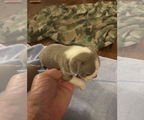 Medium Photo #2 Boston Terrier Puppy For Sale in HOWELL, NJ, USA