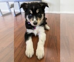 Puppy 1 Alaskan Malamute-Border Collie Mix