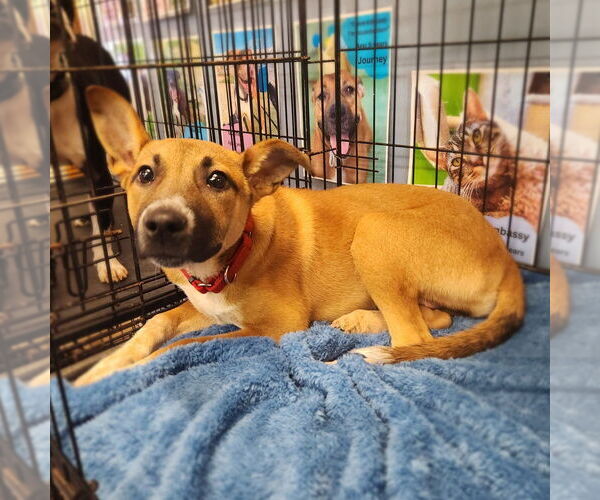 Medium Photo #1 Mutt Puppy For Sale in Evansville, IN, USA