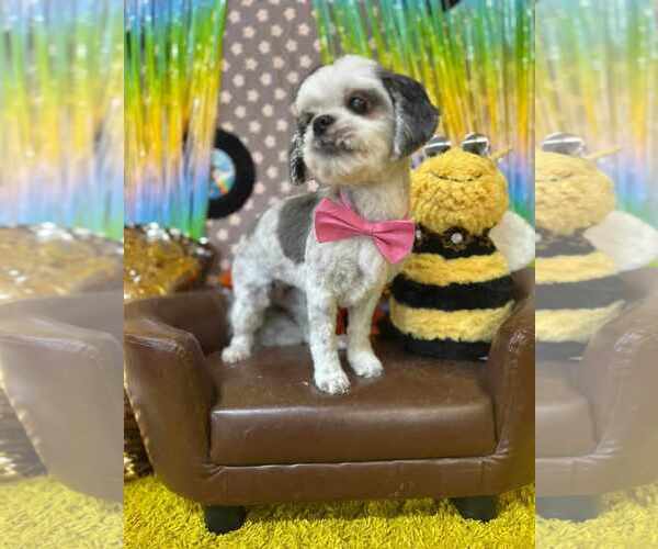 Medium Photo #2 Shih Tzu Puppy For Sale in Tempe , AZ, USA