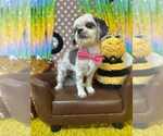 Small #1 Shih Tzu