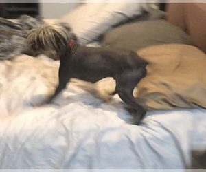 Chinese Crested Puppy for sale in PALMETTO, FL, USA