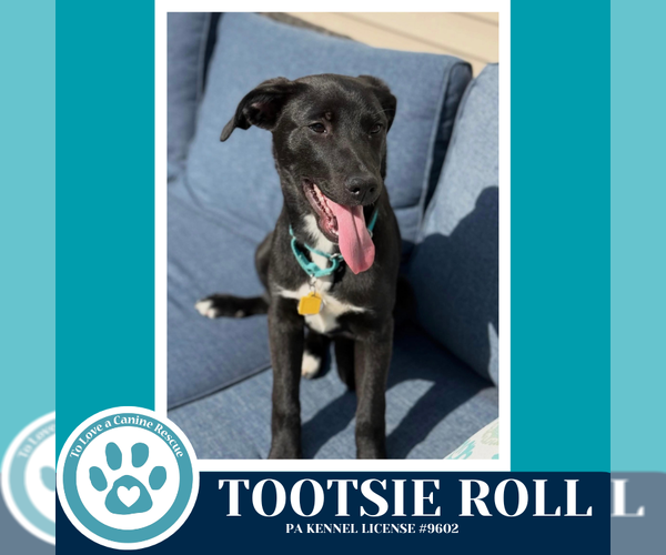 Medium Photo #9 Borador Puppy For Sale in Kimberton, PA, USA