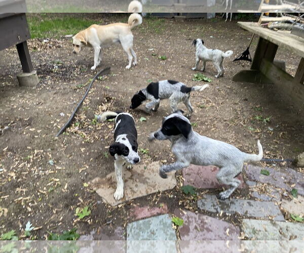 Medium Photo #3 Mutt Puppy For Sale in Garden City, NY, USA