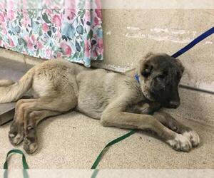 German Shepherd Dog Dogs for adoption in Riverside, CA, USA
