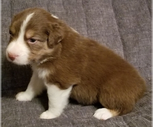 Australian Shepherd Puppy for sale in INDIAN TRAIL, NC, USA