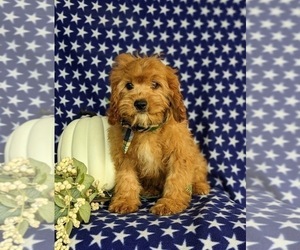 Cavapoo Puppy for sale in OXFORD, PA, USA