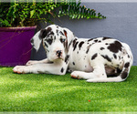 Small Photo #165 Great Dane Puppy For Sale in WAKARUSA, IN, USA
