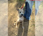Small #13 Boxer Mix
