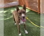 Small #1 German Shepherd Dog Mix