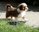 Small Photo #2 Mal-Shi-YorkiePoo Mix Puppy For Sale in ROCKVILLE, MD, USA