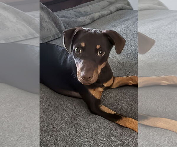 Medium Photo #15 Mutt Puppy For Sale in McKinney, TX, USA