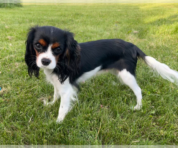 Medium Photo #1 Cavalier King Charles Spaniel Puppy For Sale in BALSAM LAKE, WI, USA