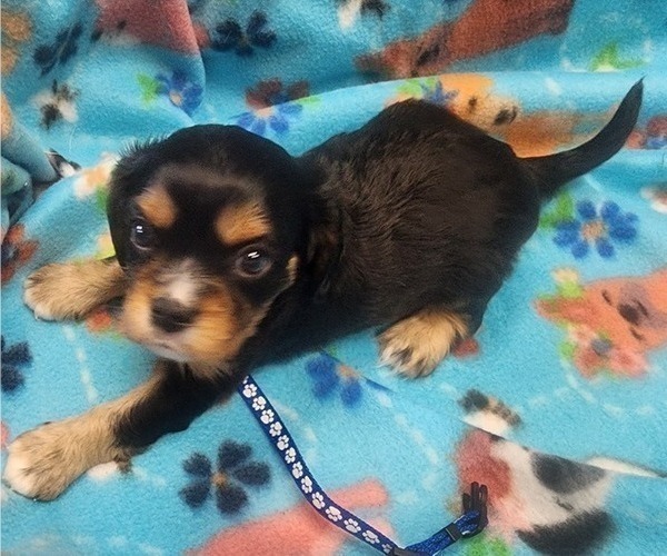 Medium Photo #2 Aussalier Puppy For Sale in ATHOL, ID, USA