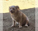 Small #1 Cairn Terrier