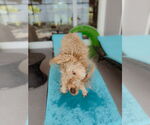 Small #7 Goldendoodle