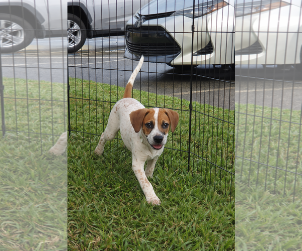 Medium Photo #2 Catahoula Leopard Dog-Unknown Mix Puppy For Sale in Sanford, FL, USA