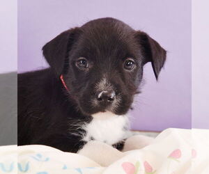 Border Collie-Norwich Terrier Mix Dogs for adoption in Sheridan, CO, USA