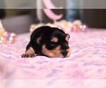 Small #1 Schnauzer (Miniature)