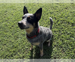 Small #1 Mutt