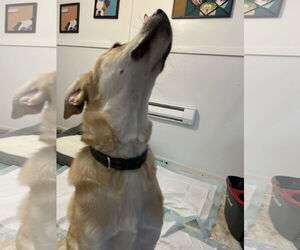 Labrenees Dogs for adoption in York, SC, USA