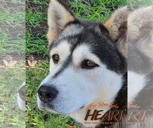 Gerberian Shepsky Dogs for adoption in Severn, MD, USA