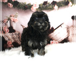Puppy 1 Poodle (Miniature)-Shorkie Tzu Mix