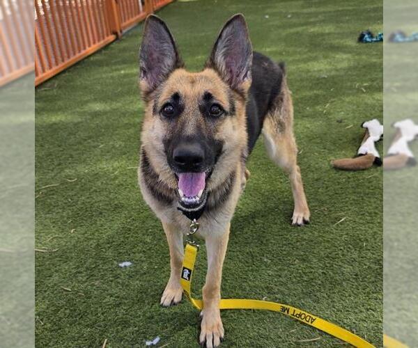 Medium Photo #2 German Shepherd Dog-Unknown Mix Puppy For Sale in Las Vegas, NV, USA