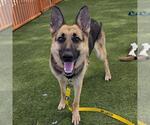 Small #1 German Shepherd Dog Mix