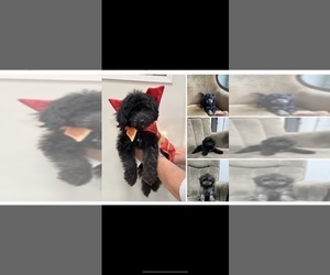 Chiweenie-Poodle (Toy) Mix Puppy for sale in CARMEL, IN, USA