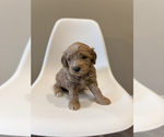 Small Photo #1 Goldendoodle (Miniature) Puppy For Sale in ASH GROVE, MO, USA