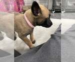 Small Photo #137 Belgian Malinois Puppy For Sale in REESEVILLE, WI, USA