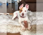 Small #6 American Staffordshire Terrier